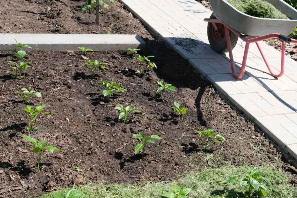 Przygotowywanie ogrodu do ściółkowania